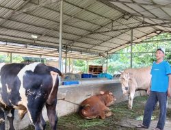 Bhabinkamtibmas Polres Tegal Diterjunkan Untuk Antisipasi Penyebaran PMK