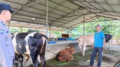 Bhabinkamtibmas Polres Tegal Diterjunkan Untuk Antisipasi Penyebaran PMK