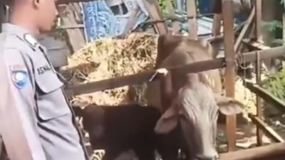 Hewan Ternak Masuk Tegal  Dipantau