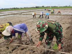Pola Tanam Padi Jajar Legowo Super mulai Diterapkan