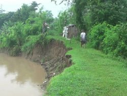 Ngeri, Begini Kondisi Tanggul Sungai Pemali Kritis di Beberapa Titik