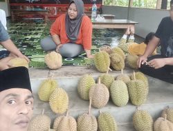 Berburu Durian Kopi di Jatinegara, Hanya Rp 25 Ribu