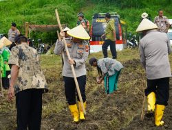 Tingkatkan Ketahanan Pangan, Polres Tegal Gelar Penanaman Jagung di Desa Karangjati