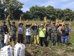 TNI dan Pok Tani Lakukan Langkah Kongkrit Wujudkan Ketahanan Pangan