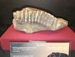 Fosil Tiga Gajah Purba di Bumiayu, Jejak Mamalia Raksasa di Tanah Jawa