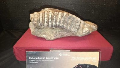 Fosil Tiga Gajah Purba di Bumiayu, Jejak Mamalia Raksasa di Tanah Jawa