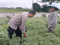 Potensi Baru, Bisnis Tanaman Kemangi