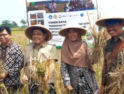 Panen Raya Perdana Padi Gogo di Pruwatan, Brebes, Capai 4,7 Ton per Hektare