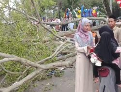 Pohon Beringin di Alun-alun Pemalang Roboh Timpa 13 Jemaah Salat Ied, 1 Tewas