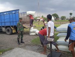Koramil 02/Taman Bersama Bulog Serap Gabah Petani