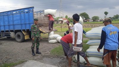 Koramil 02/Taman Bersama Bulog Serap Gabah Petani