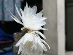 Ingin Tampil Glowing Saat Lebaran, Coba Mandi Kembang Wijayakusuma