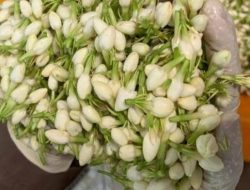 Harga Bunga Melati Tembus Rp 300.000/ Kg