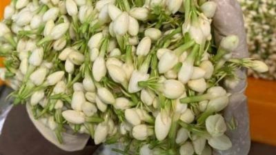Harga Bunga Melati Tembus Rp 300.000/ Kg