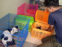 Lebaran, Pet Hotel di Tegal Full Booking