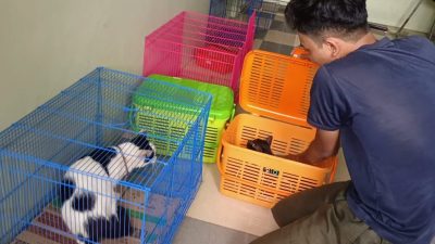 Lebaran, Pet Hotel di Tegal Full Booking