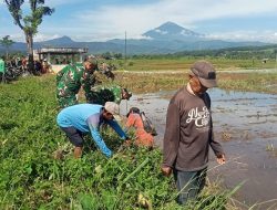 TNI dan Petani Kerjasama Berantas Hama Tikus Sawah