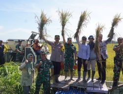 Serapan Beras Oleh Bulog Melonjak Tajam, Stok Beras Nasional Mencapai 2,4 Juta Ton