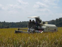 Produktivitas Naik, Pemalang Bisa Diandalkan Penopang Pangan di Jawa Tengah