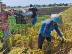 Gabah Kering Panen Petani Tegal Diserap Bulog