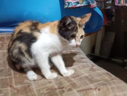 Mistis Kucing Telon, Dipercaya Memiliki Kekuatan Gaib