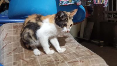Mistis Kucing Telon, Dipercaya Memiliki Kekuatan Gaib