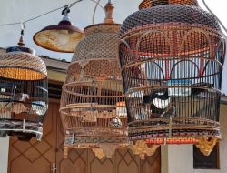 3 Tips Agar Burung Perkutut Cepat Manggung