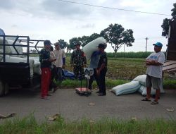 TNI dan Bulog Serapan Gabah Kering Panen Milik Petani