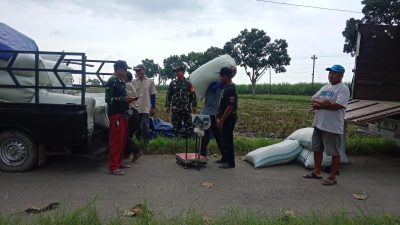 TNI dan Bulog Serapan Gabah Kering Panen Milik Petani