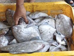 Berburu Ikan di TPI Tanjungsari Pemalang, Mampir Juga di Pantai Widuri dan Makan Syech Maulana Samsudin