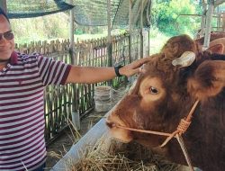 Sapi Bantuan Presiden untuk Kota Tegal Dijaga 24 Jam