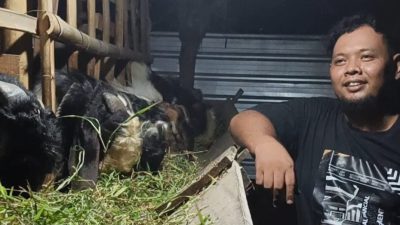 Harga Kambing Qurban di Kabupaten Tegal Naik 40 Persen