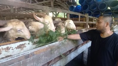 Permintaan Kambing dan Domba Diperkirakan Melonjak Sepekan Jelang Iduladha