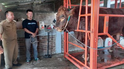 Genzo Sapi Limosin Seberat 1 Ton Diusulkan untuk Banmas Presiden