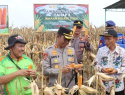 Kapolres Tegal Panen Raya Jagung di Desa Brekat