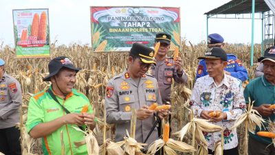 Kapolres Tegal Panen Raya Jagung di Desa Brekat
