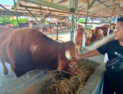 Penjualan Sapi Kurban Mulai Meningkat