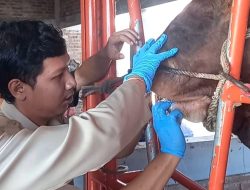 4.000 Hewan Kurban Dapat Vaksin dan Obat Cacing Jelang Idul Adha