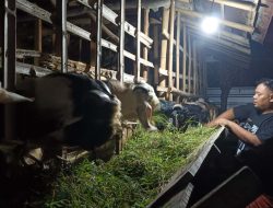 Jelang Idul Adha 2025, Harga Kambing Qurban di Kabupaten Tegal Naik 30 Persen
