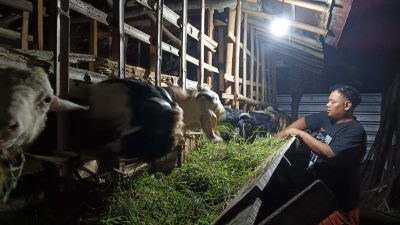 Jelang Idul Adha 2025, Harga Kambing Qurban di Kabupaten Tegal Naik 30 Persen