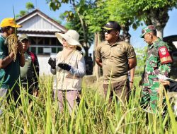 Dandim Pemalang Monitoring Panen Padi Sinar Mentari