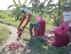 Harga Cabai Anjlok, Petani Protes Buang Hasil Panen