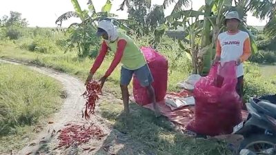 Harga Cabai Anjlok, Petani Protes Buang Hasil Panen