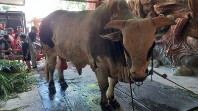 Sapi Jumbo Berbobot 1,3 Ton Milik Pengusaha Peleburan Emas Jadi Perhatian Warga Pesayangan