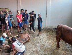 Tahun 2025 Nilai Kurban Warga LDII Pemalang Capai Rp 3,336 miliar