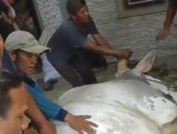Tegang, Detik-detik Sapi Brantas Bobot 1,3 Ton Disembelih di Tegal, Nyaris Ngamuk Warga 