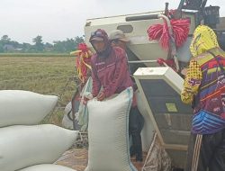 90.000 Ton Beras Petani Jadi Target Serapan Bulog Tegal Tahun Ini