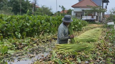 Karyono Raup Penghasilan dari Limbah Eceng Gondok di Kaligangsa