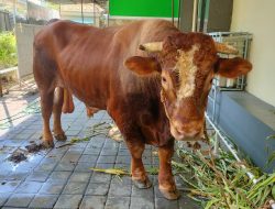 Masjid Agung Kota Tegal Sembelih 34 Hewan Kurban