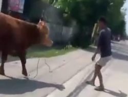 Gegara Tali Kurang Panjang, Sapi Kurban Terlepas ke Jalur Pantura